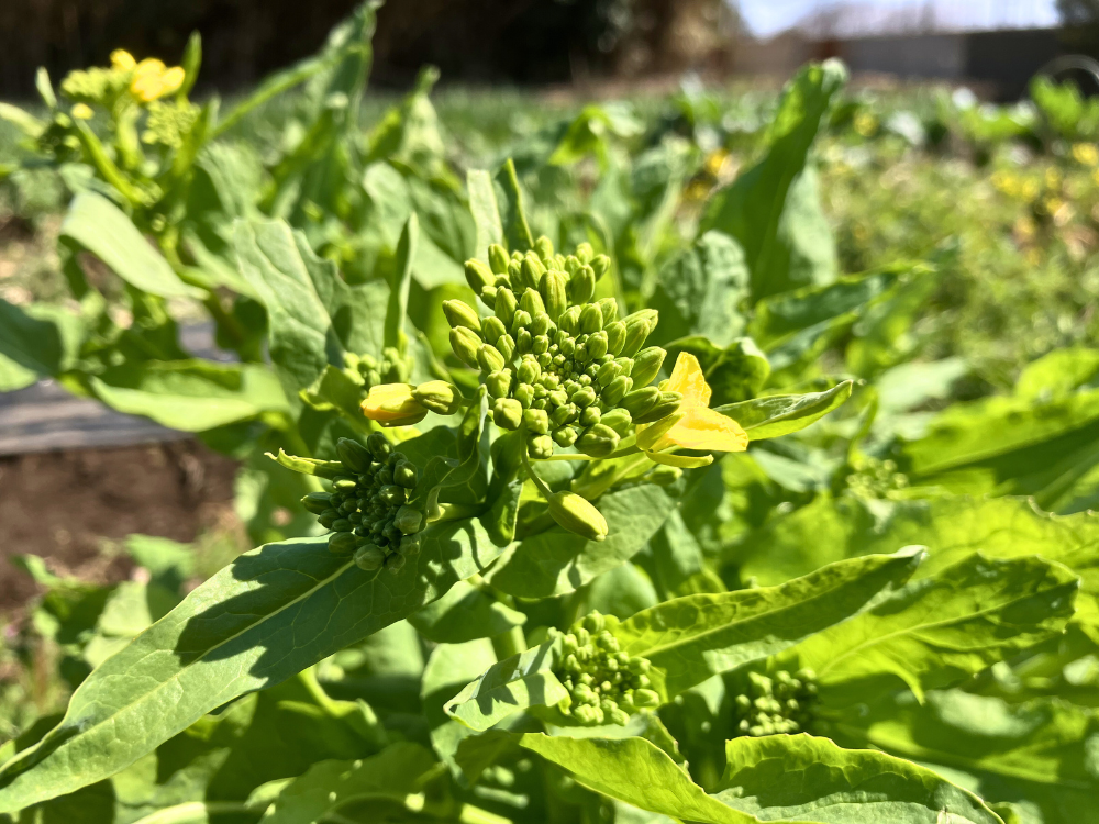 大かぶの花芽。粒がまとまり、黄色い花が少し開いていました。