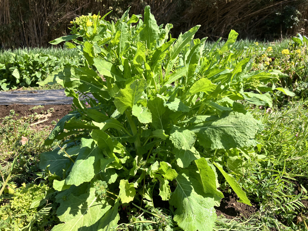大かぶ。2回目の菜花収穫前。残した株から花芽がまた伸びています。