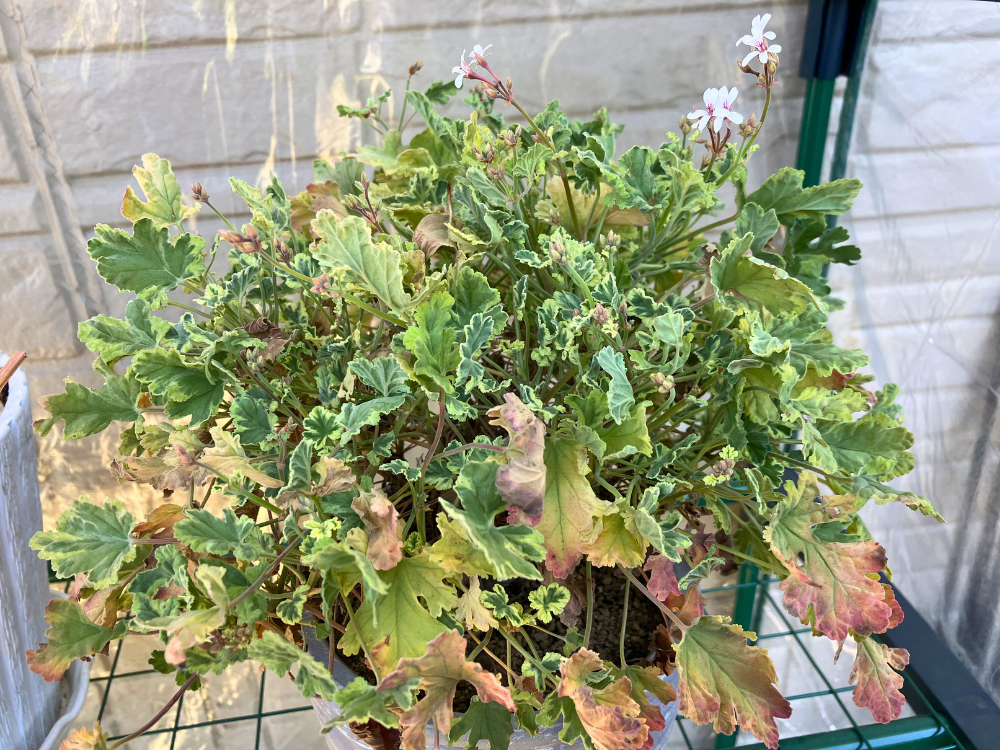 斑入りナツメグゼラニウムは葉先に赤みがあり、花とつぼみが続いています。