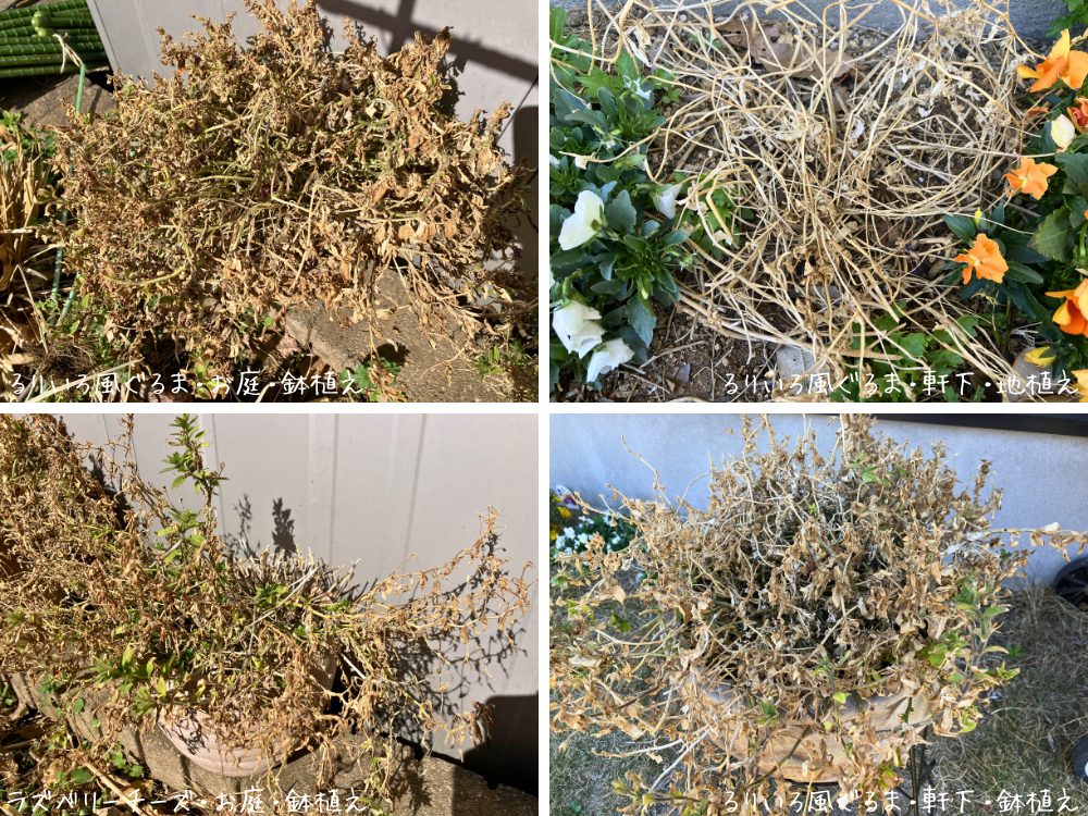るりいろ風ぐるまとラズベリーチーズは、茶色が多い株もあり、新芽の出方に差がありました。