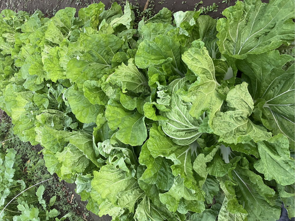 被害が続いた時期の白菜。葉の欠けや穴が残っていました。