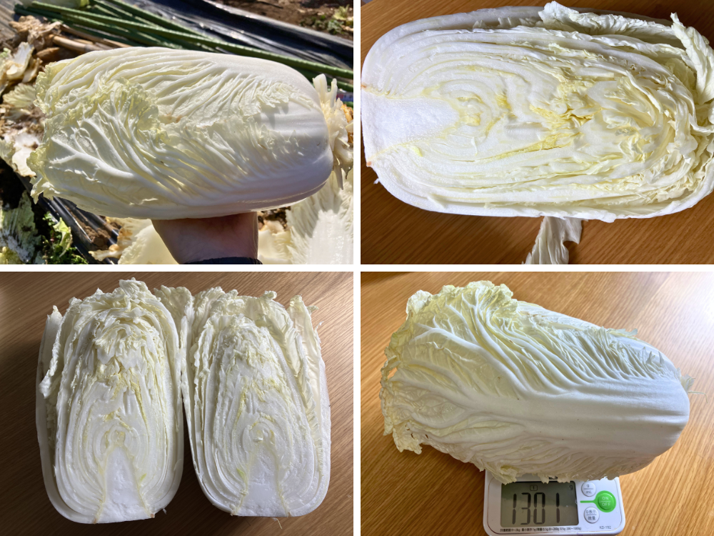 3月7日に収穫した最後の白菜。整えたあとの重さは1301gでした。