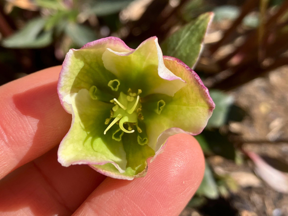 ウインターベルの花の内側。薄い緑が見えます。