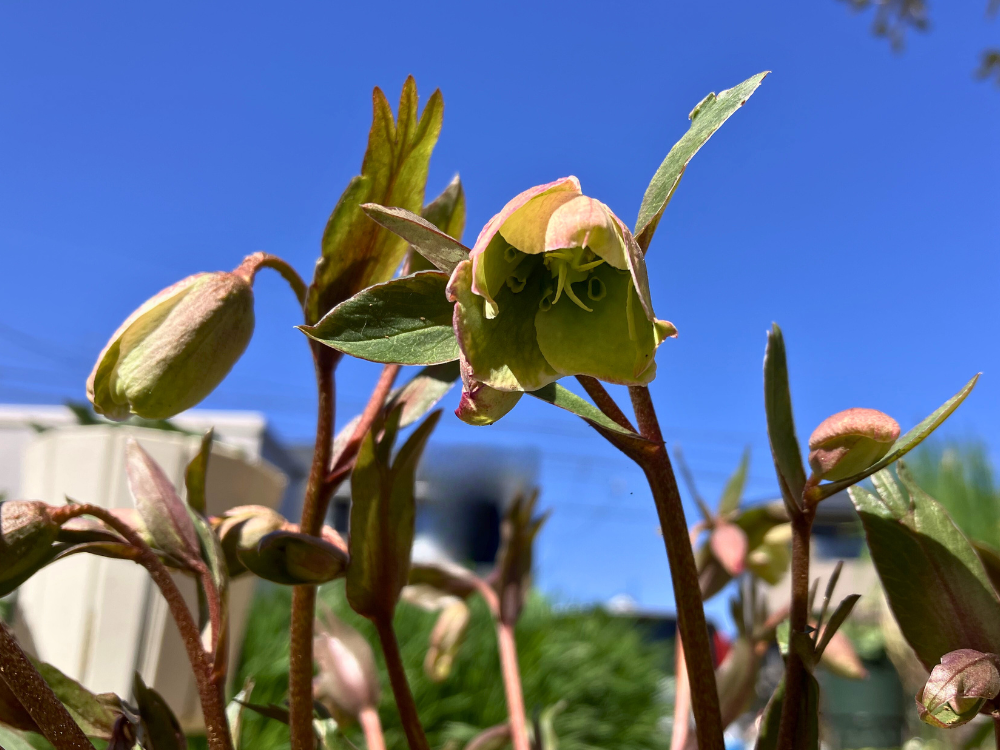 花茎が上がり、咲き始めた花が上からの光を受けています。
