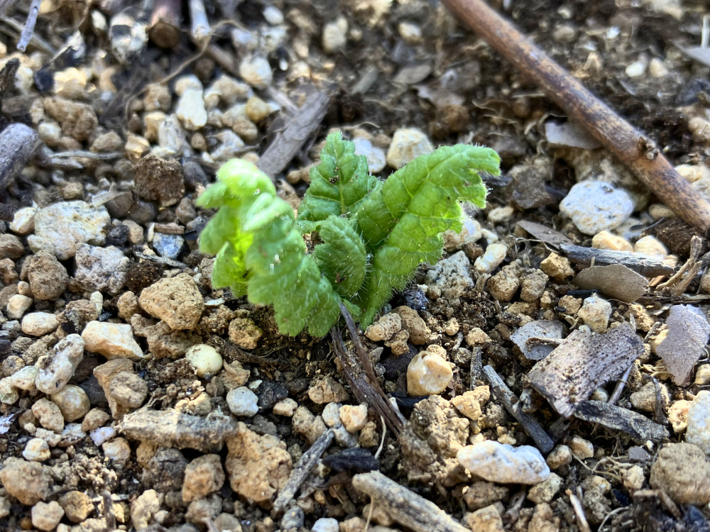 1株の方。小さい芽が地表に出てきたところです。