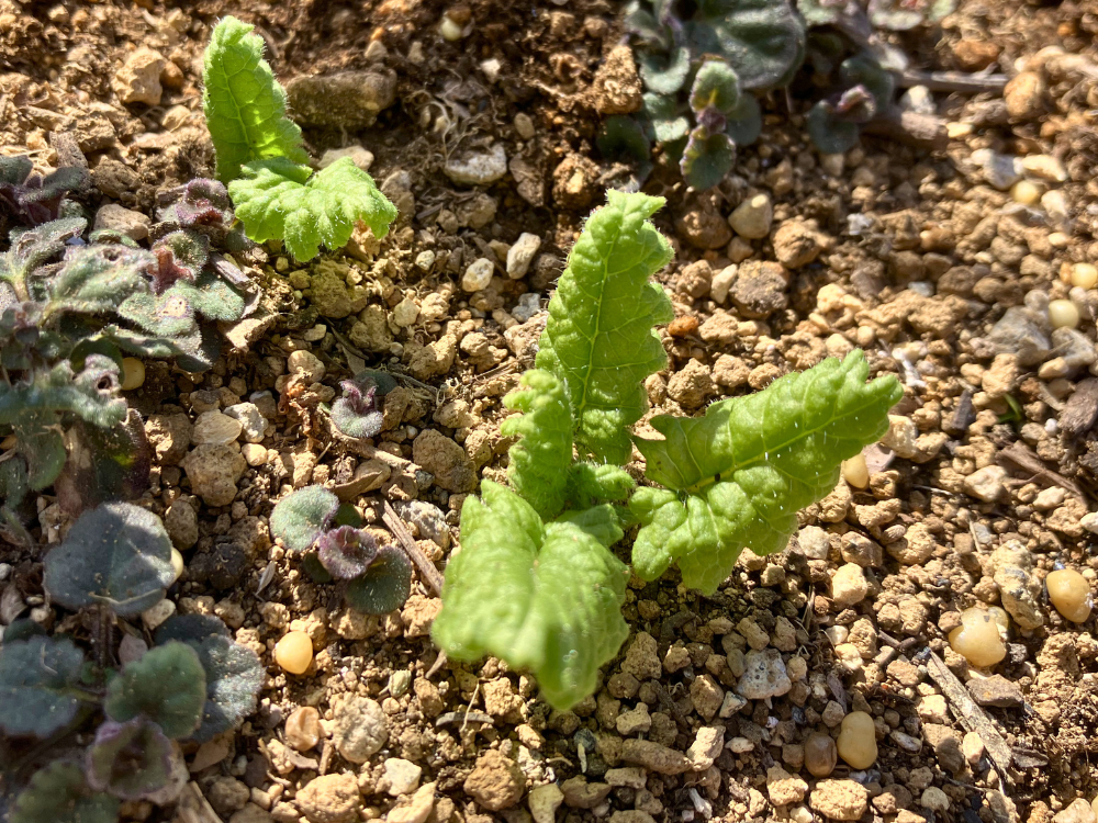 2株の方。葉が少し開き、芽の形が分かってきました。