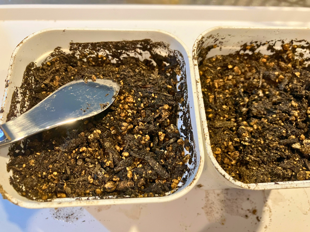 土をかぶせて軽く押さえ、水やり後になじませた状態。