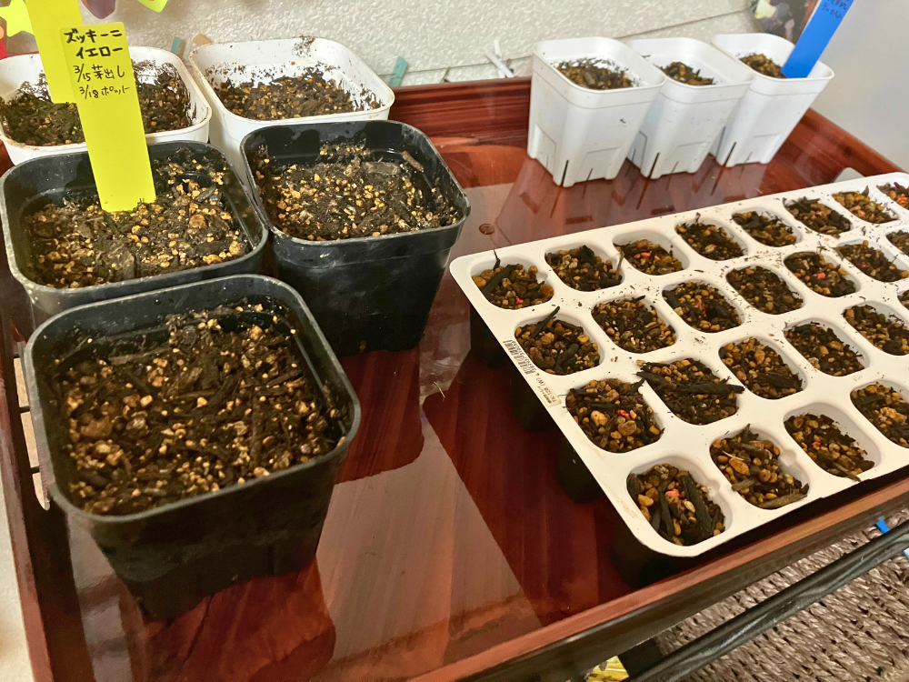 90ポットへ植えた2粒。しばらくは室内で管理します。