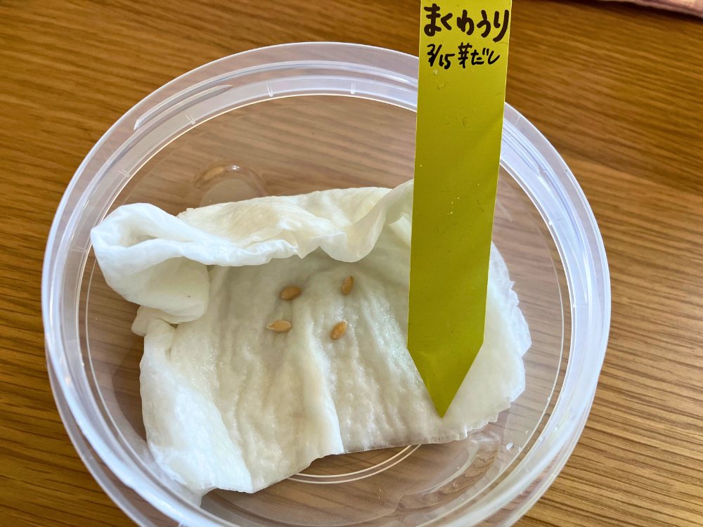 3月15日。黄金まくわうりの種4粒を、湿らせたキッチンペーパーの上に置いた状態。
