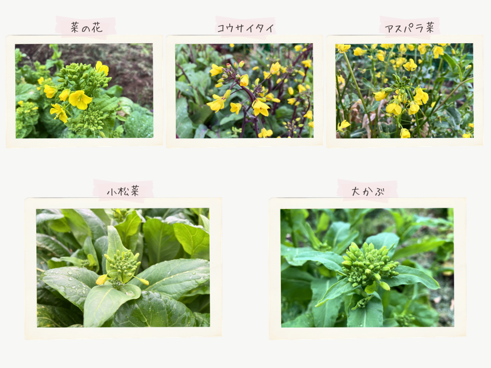 5種類の花芽。締まり方と開き方の差。