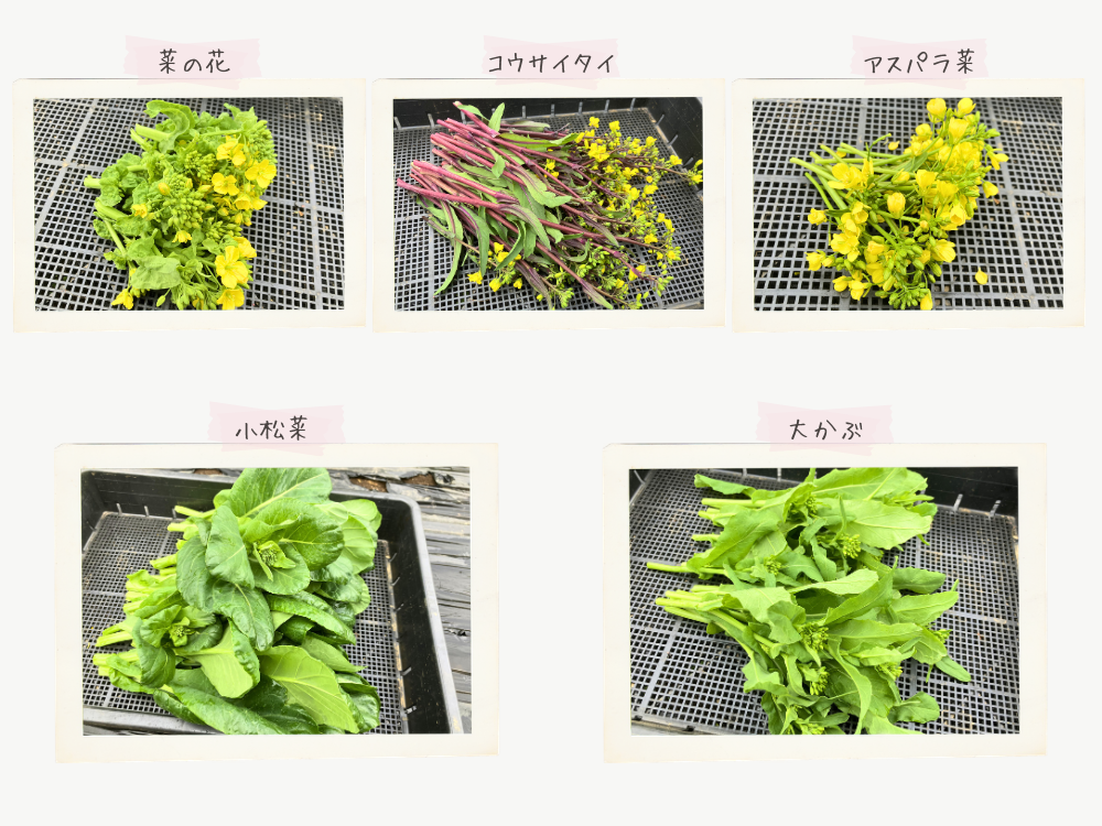 5種類の収穫。茎の長さと葉の量の差。