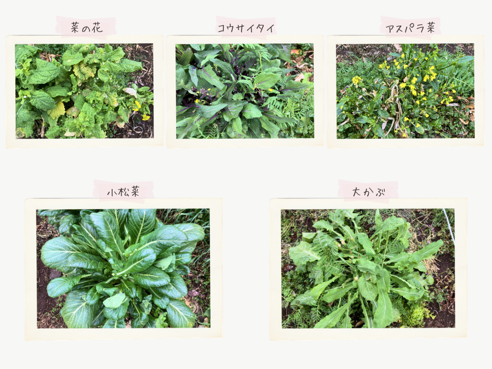 収穫後の5種類。残った葉と脇芽。