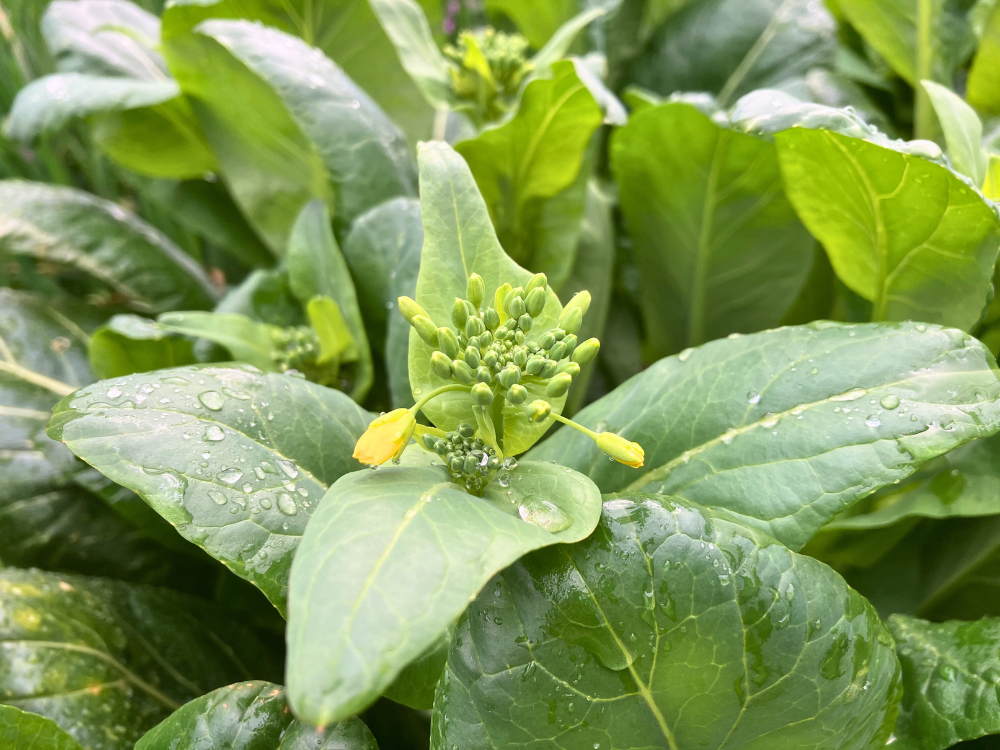 花芽のアップ。先が少し開き始め、黄色が見えています。