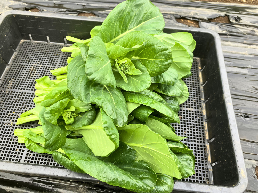 1株分だけ収穫した小松菜。脇芽がまとまって取れました。