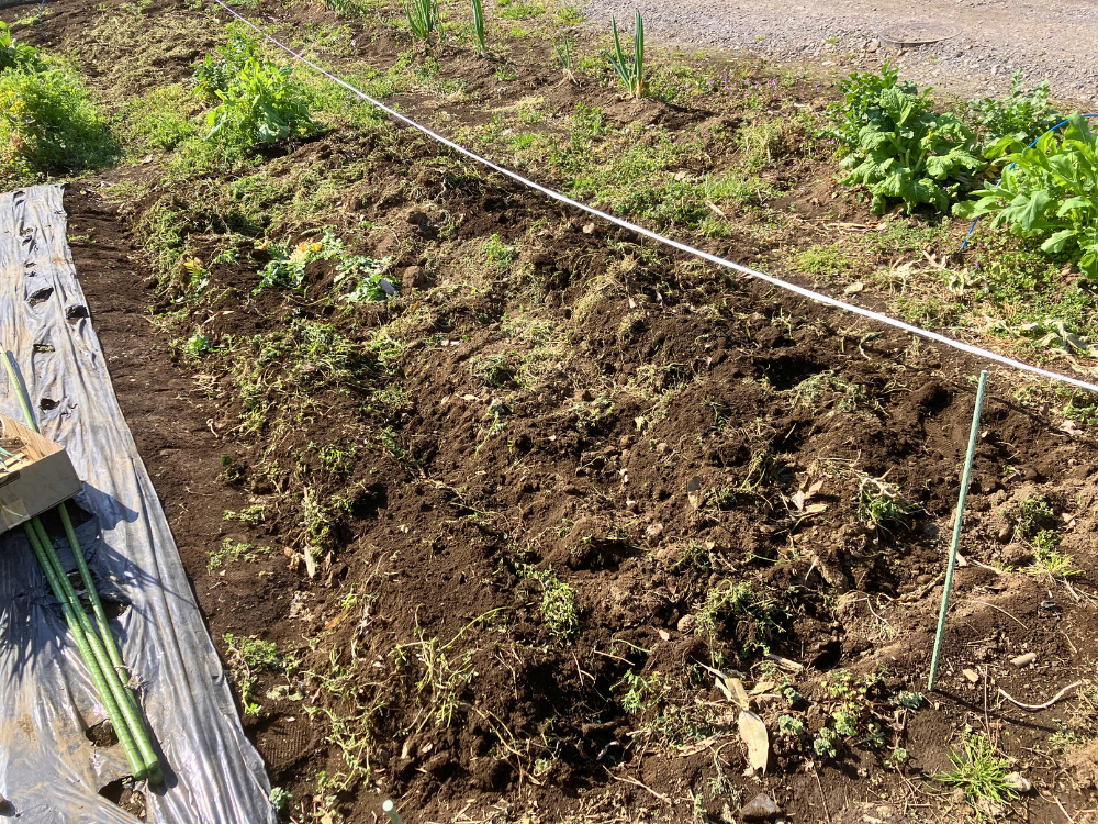 植え付け前の全体。真ん中2mほどは、まだ別の野菜が残っています。