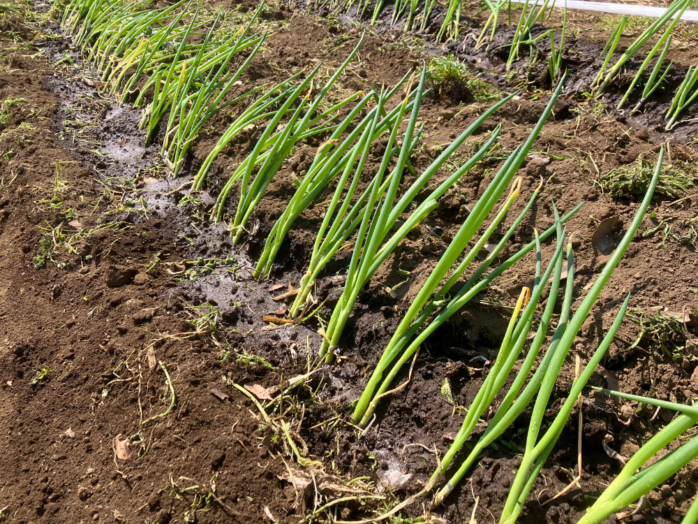 水やり後の根元。植え付けた列に沿って水が入りました。