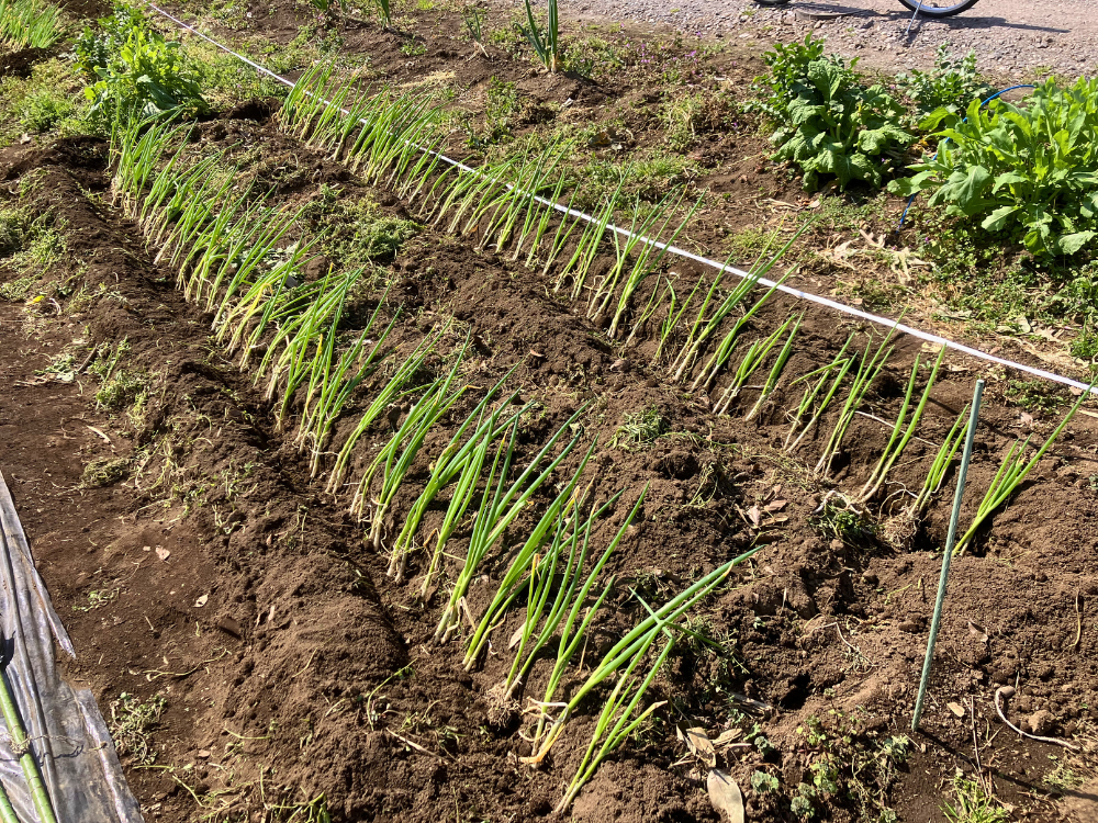 植え付け後の近くから見たところ。2本ずつ並び、根元はまだ浅めです。