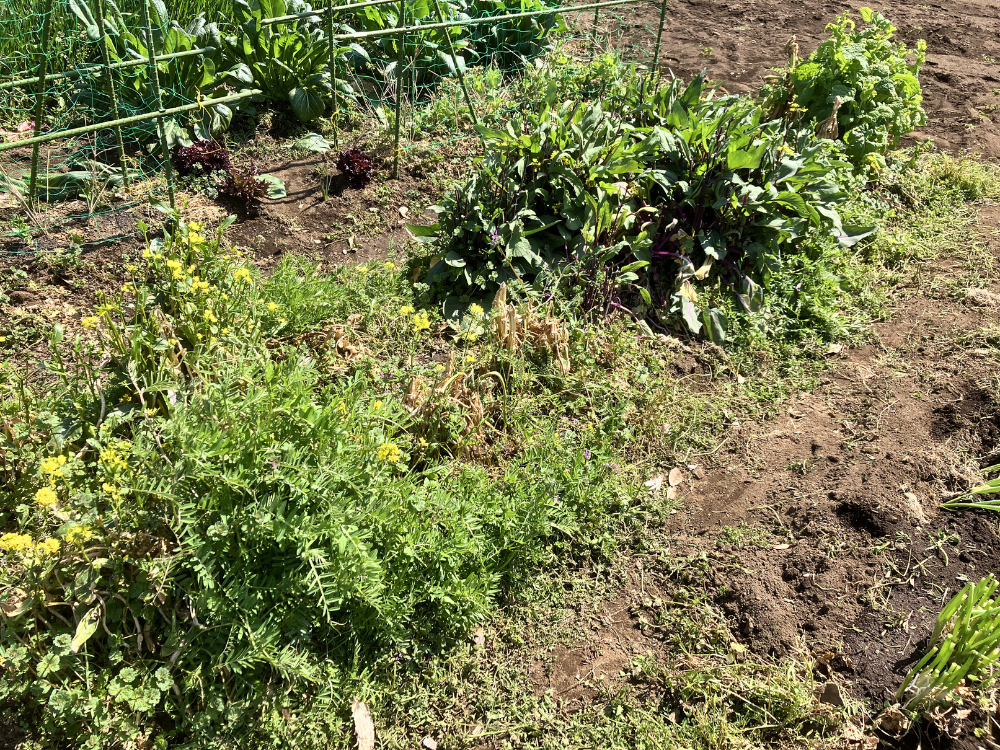菜花類。黄色い花、紫の茎、株姿の差が同じ場所で見える。