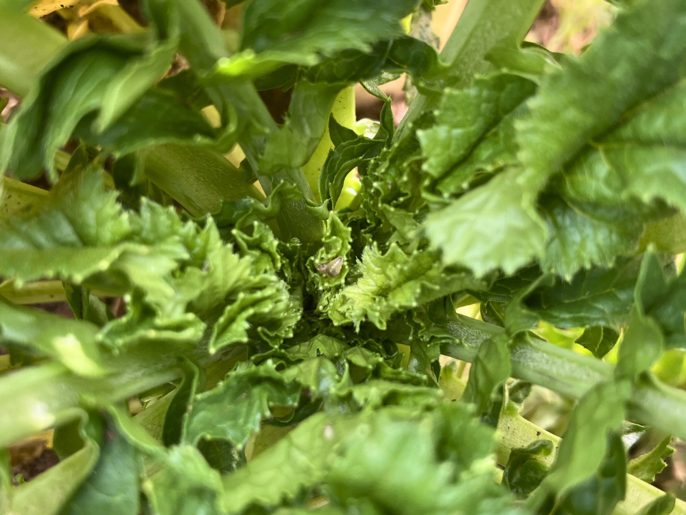 2株目の中心。縮れた葉の間に、シンくい虫と思われる幼虫が見えました。