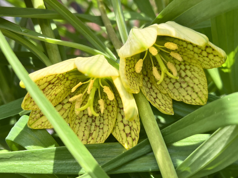 アミガサユリ（バイモユリ）｜芽出しから開花、花後の種と刈り取りまで