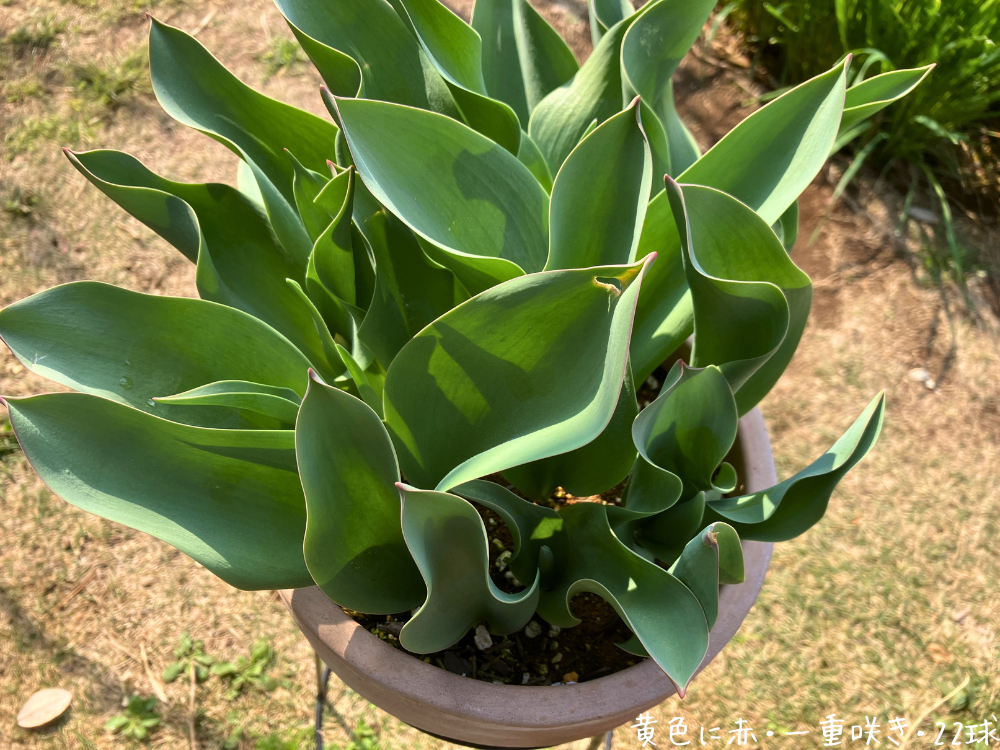 黄色に赤の一重咲き22球。葉が大きく開き、花はまだ見えていません。