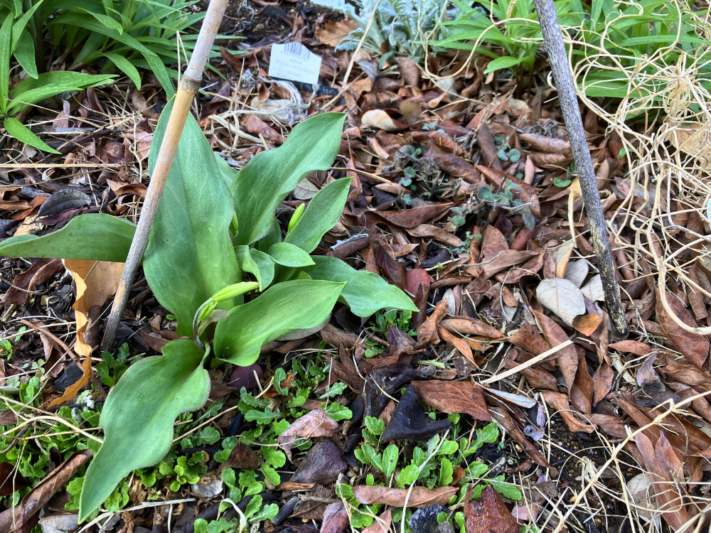 球根を2つ植えた場所。今回も動きがあるのは片側だけです。