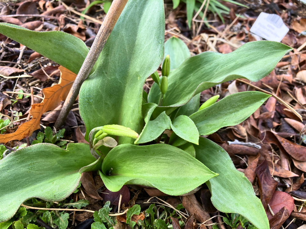 エリスロニューム（黄花タイプ）。中心から花芽が上がり、つぼみが見えてきました。