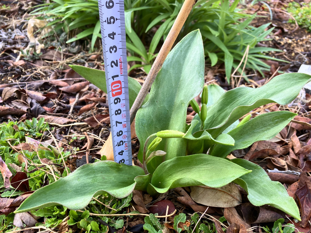 草丈は13cm前後。葉がさらに開き、花芽が上がってきました。