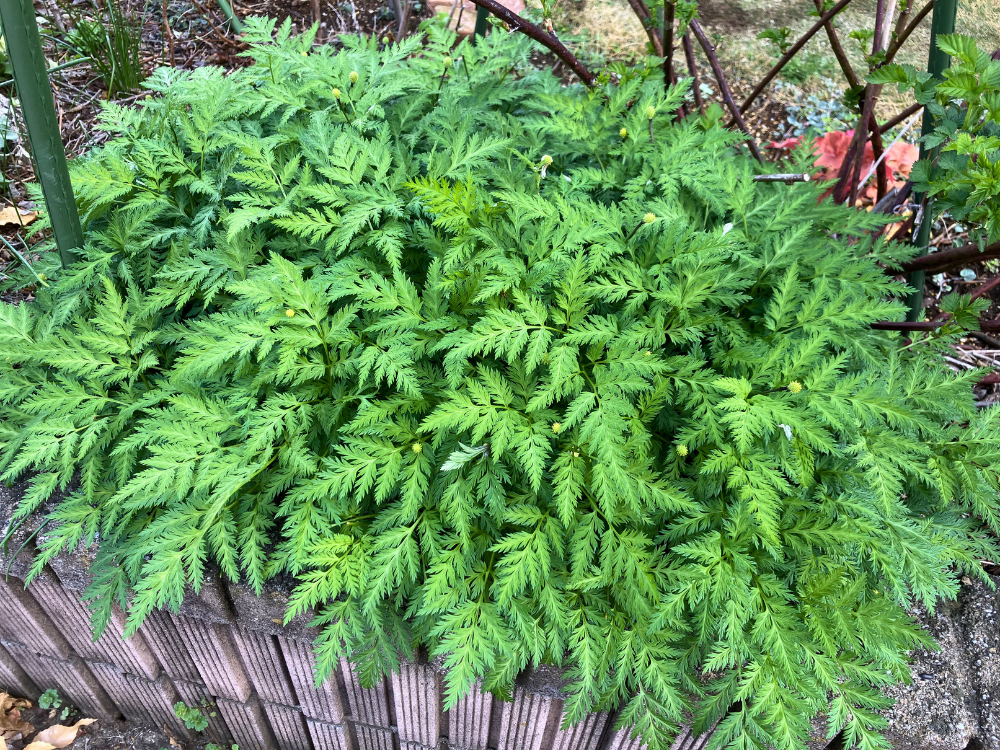 福寿草の全体。花後は葉が広がり、株全体がこんもりしてきました。