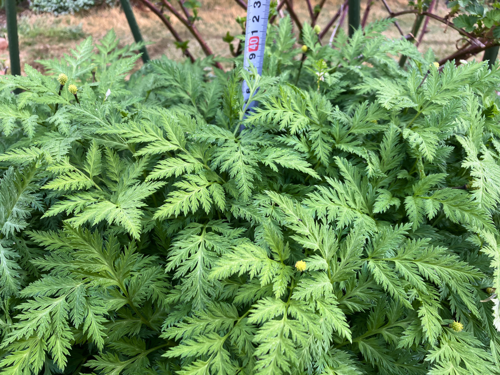 高さは40cm弱。花後の葉がさらに増えています。