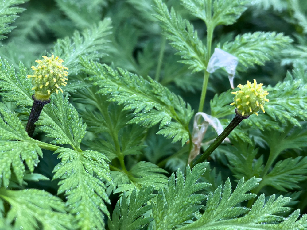 花後の茎の先に、丸い部分が残っています。