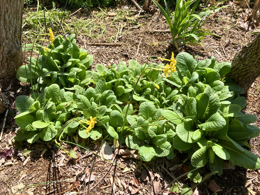 4月初めのプリムラ全体。葉のかたまりの上に、黄色の花が上がってきました。