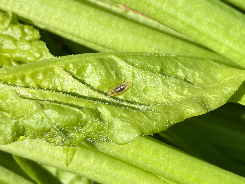 葉裏に、アザミウマと思われる虫が1匹いました。
