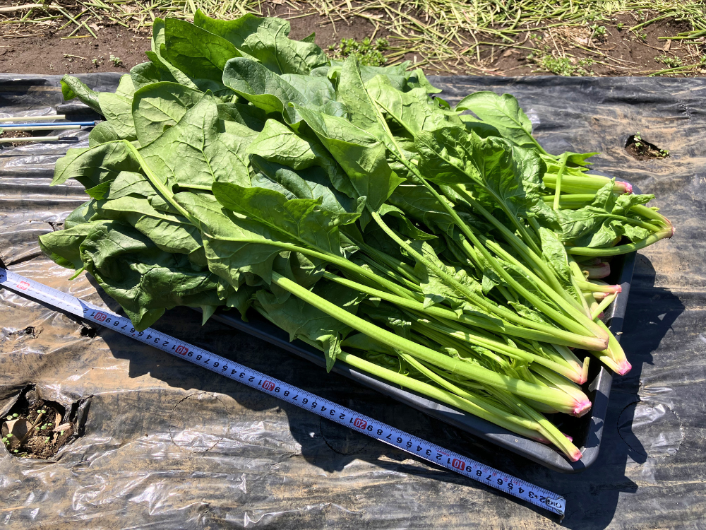 長いものは約60cm。最後の収穫分です。