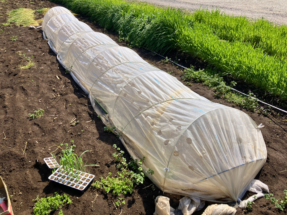 植え付け前のトウモロコシ畝 不織布と穴あきビニールの二重トンネルを開けた、3月まきトウモロコシの植え付け前の畝