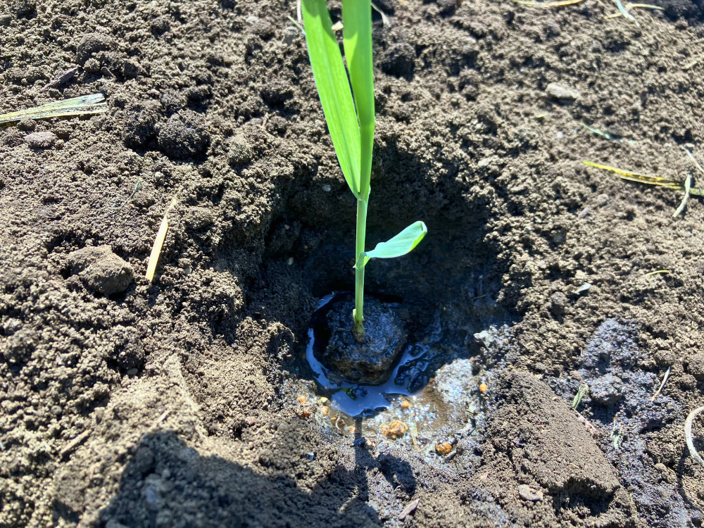 水を入れた植え穴へ置いたトウモロコシ苗 水を入れた植え穴へ、3月まきハニーバンタムの苗を置いた様子