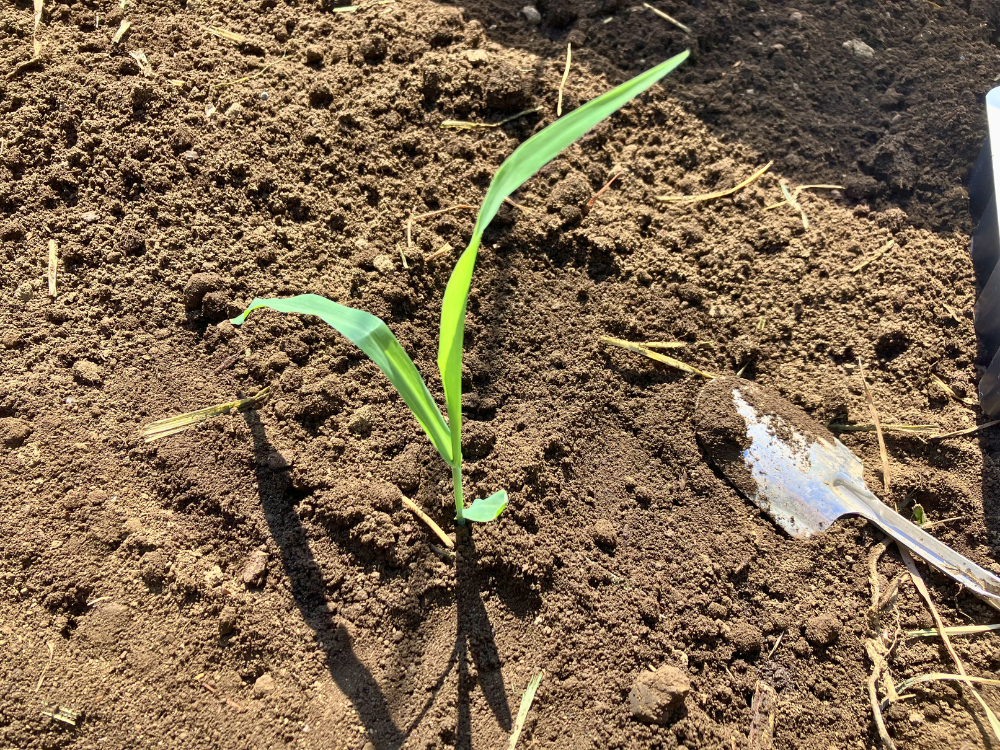 葉の下まで土をかけて植え付けたトウモロコシ苗 3月まきトウモロコシ苗の葉の下まで土がかかる位置で植え付けた直後の様子