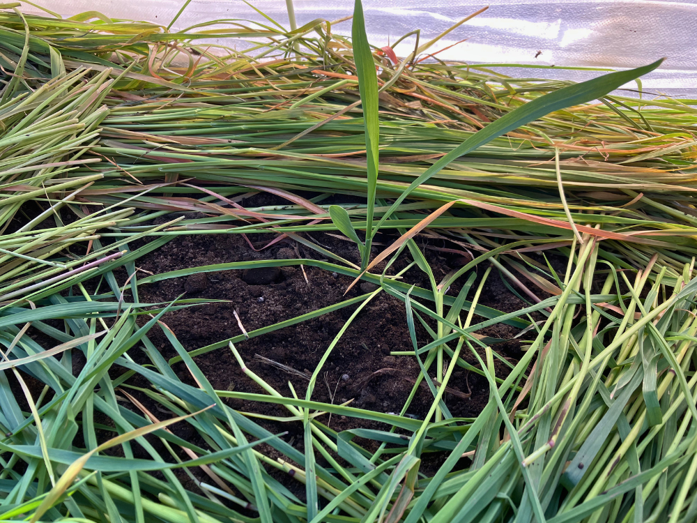 トウモロコシの株元を避けて敷いたえん麦 植え付けた3月まきトウモロコシの株元を空けながら、畝へえん麦を敷いている様子