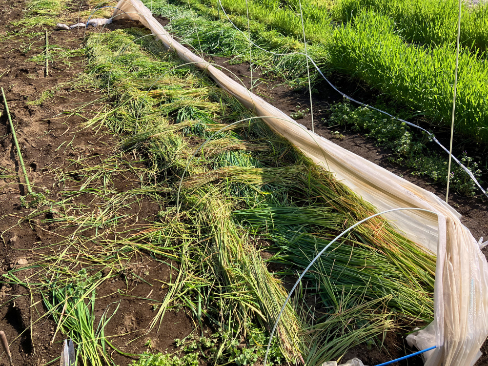 えん麦を敷いたあとのトウモロコシ畝 3月まきトウモロコシ29株の周りへえん麦を敷き、土の表面が広く覆われた畝全体