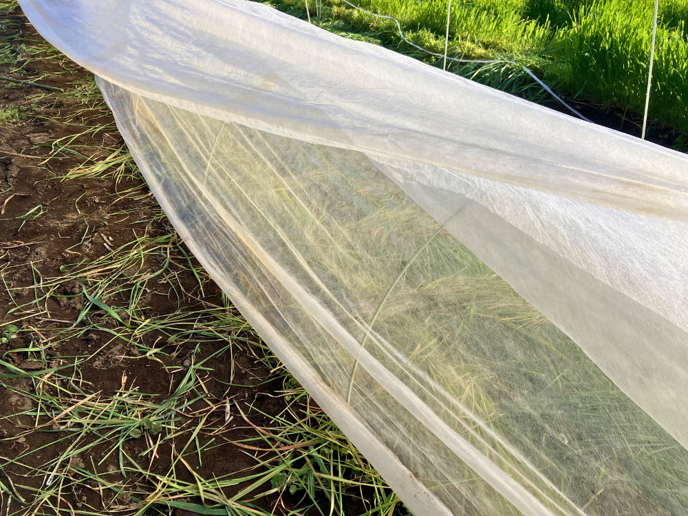 不織布二枚重ねへ変更したトウモロコシのトンネル 3月まきトウモロコシの植え付け後に、不織布を二枚重ねてトンネルへかけた様子