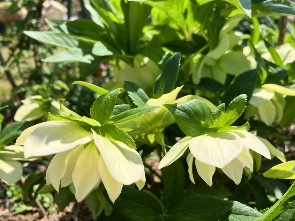 エレガンスアイスの花のアップ。下向きの白花に光が当たっている