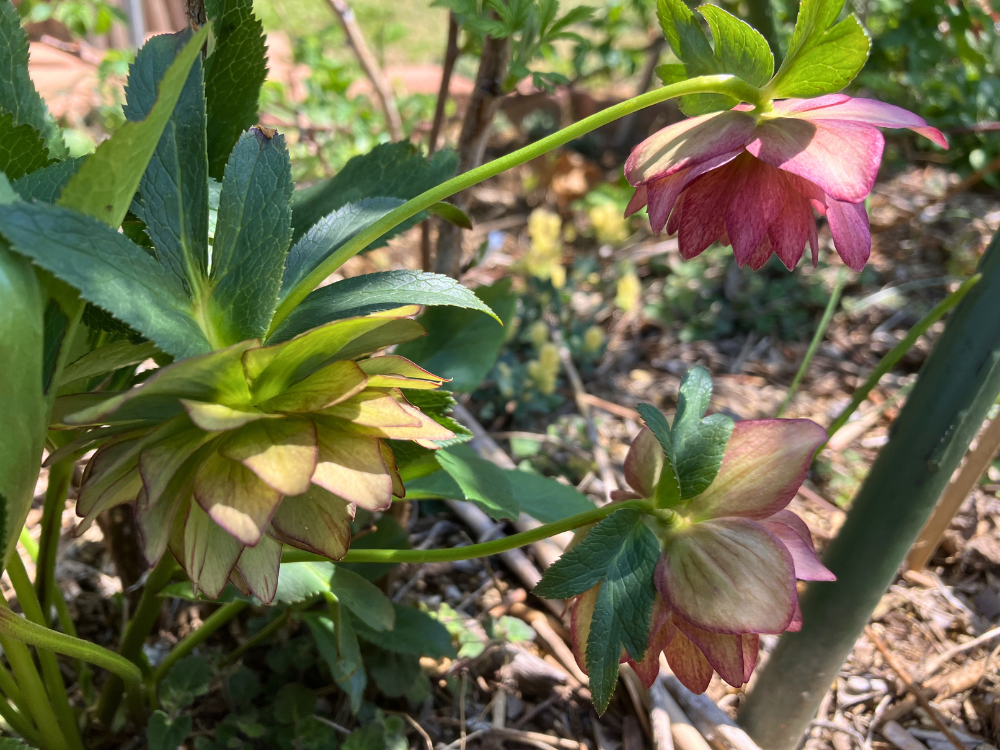 エレガンスシードルの花のアップ。3輪で色の違いが出ている