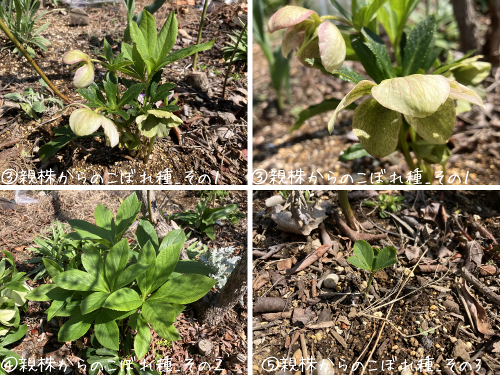 品種不明の白花。こぼれ種3株の状態が分かるコラージュ