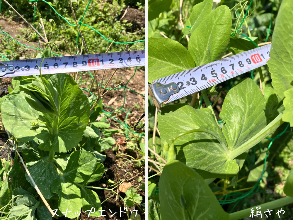 左がスナップエンドウ、右が絹さや。大きい葉の幅はどちらも約10cmです。