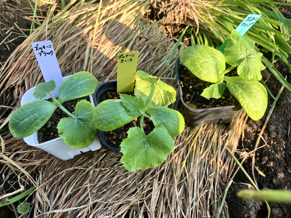 室内で管理していたズッキーニの苗です。