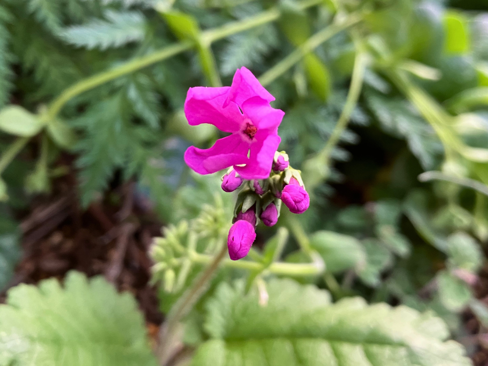 2株並ぶ場所。花茎が3本見え、右奥の花茎で1輪開花しました。