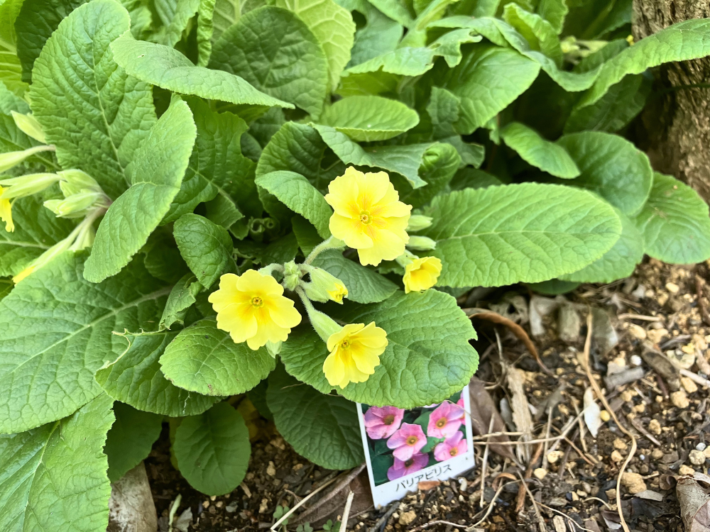 4月5日の花のアップ。開いた花のまわりに、つぼみも残っています。