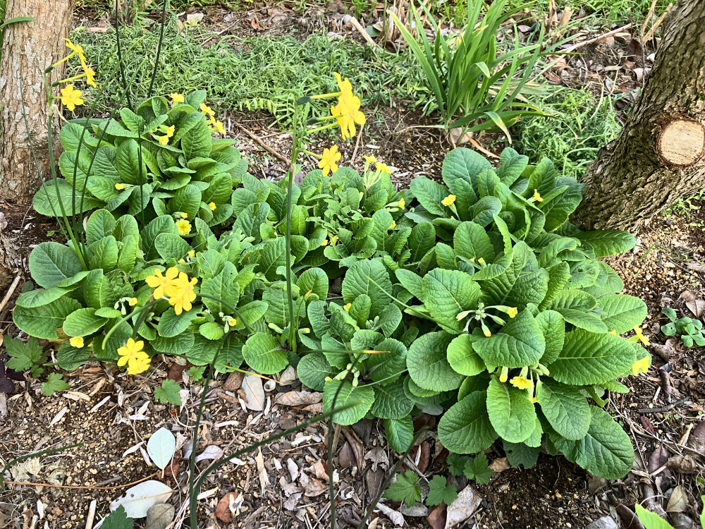 4月5日のプリムラ全体。黄色の花が株のあちこちで開き始めています。