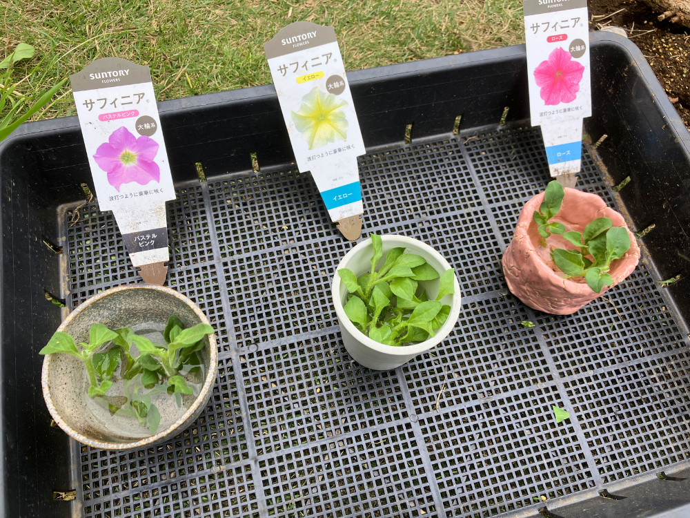 サフィニアの挿し穂を水につける