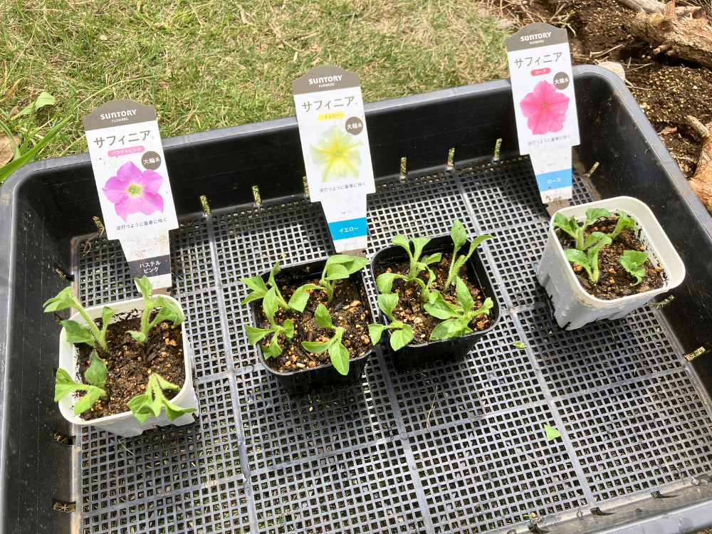サフィニア3色の挿し芽